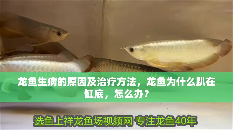龍魚生病的原因及治療方法，龍魚為什么趴在缸底，怎么辦？