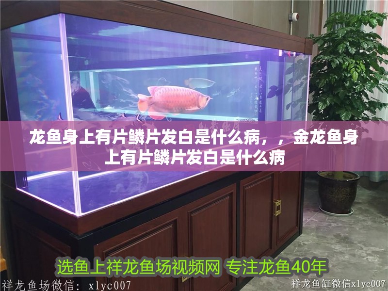 龍魚(yú)身上有片鱗片發(fā)白是什么病，，金龍魚(yú)身上有片鱗片發(fā)白是什么病