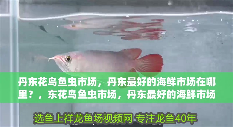 丹東花鳥魚蟲市場(chǎng)，丹東最好的海鮮市場(chǎng)在哪里？，東花鳥魚蟲市場(chǎng)，丹東最好的海鮮市場(chǎng)在哪里？