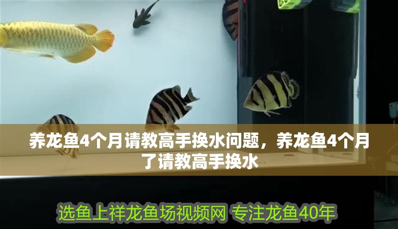 養龍魚4個月請教高手換水問題，養龍魚4個月了請教高手換水