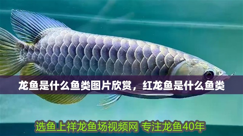 龍魚是什么魚類圖片欣賞，紅龍魚是什么魚類