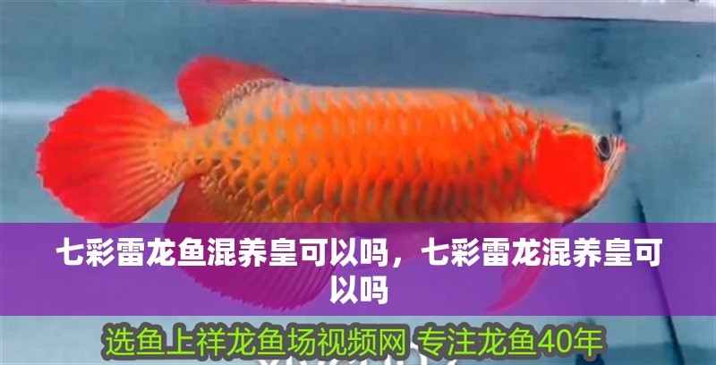 七彩雷龍魚混養皇可以嗎，七彩雷龍混養皇可以嗎