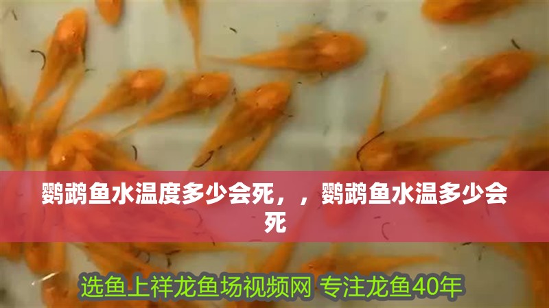 鸚鵡魚水溫度多少會死，，鸚鵡魚水溫多少會死