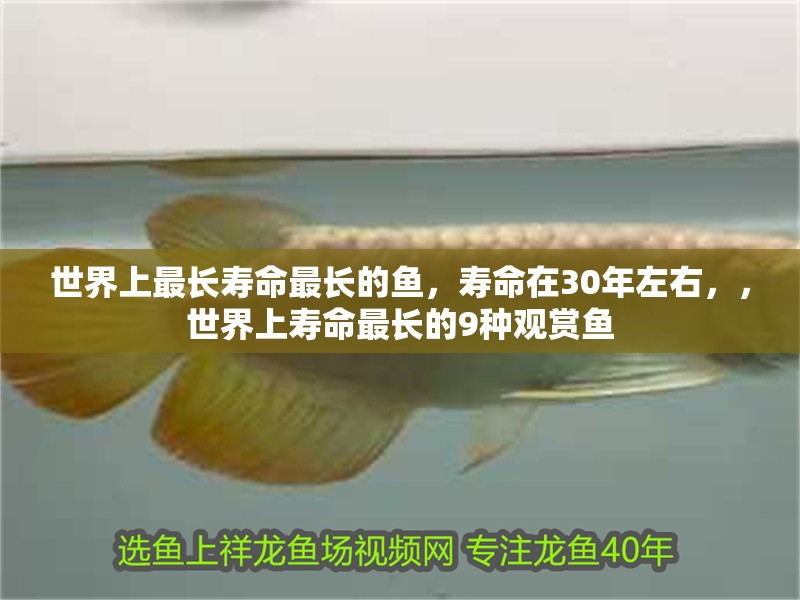 世界上最長壽命最長的魚，壽命在30年左右，，世界上壽命最長的9種觀賞魚