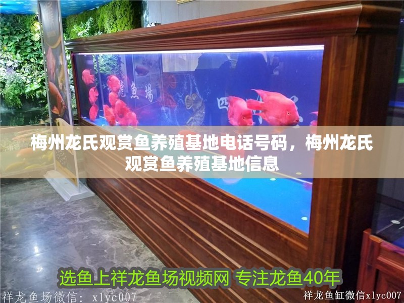 梅州龍氏觀賞魚養殖基地電話號碼，梅州龍氏觀賞魚養殖基地信息