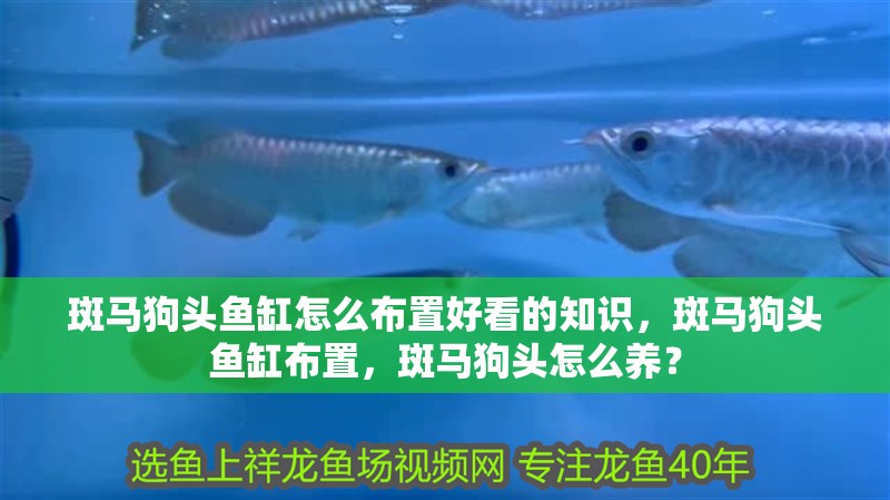 斑馬狗頭魚缸怎么布置好看的知識，斑馬狗頭魚缸布置，斑馬狗頭怎么養？