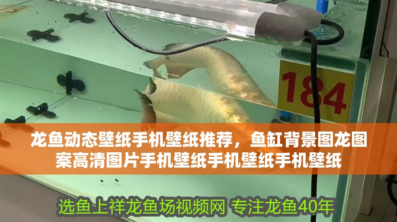 龍魚動態壁紙手機壁紙推薦，魚缸背景圖龍圖案高清圖片手機壁紙手機壁紙手機壁紙