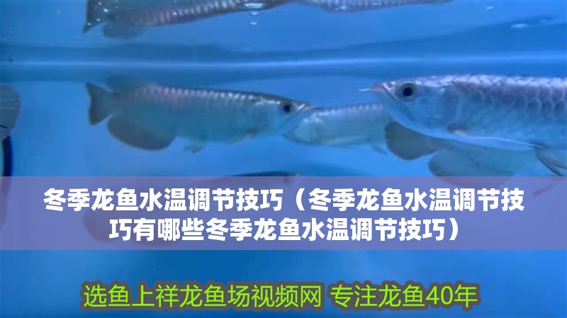 冬季龍魚水溫調節技巧（冬季龍魚水溫調節技巧有哪些冬季龍魚水溫調節技巧）