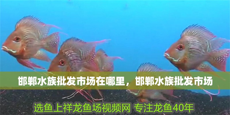 邯鄲水族批發市場在哪里，邯鄲水族批發市場