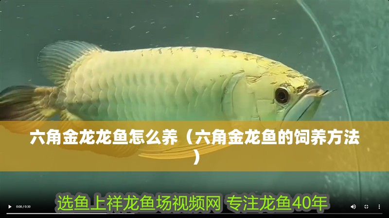 六角金龍龍魚怎么養（六角金龍魚的飼養方法）