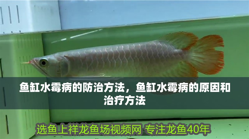 魚缸水霉病的防治方法，魚缸水霉病的原因和治療方法