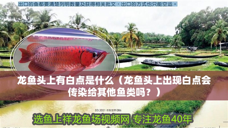 龍魚頭上有白點是什么（龍魚頭上出現白點會傳染給其他魚類嗎？）