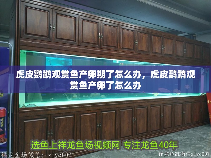 虎皮鸚鵡觀賞魚產(chǎn)卵期了怎么辦，虎皮鸚鵡觀賞魚產(chǎn)卵了怎么辦