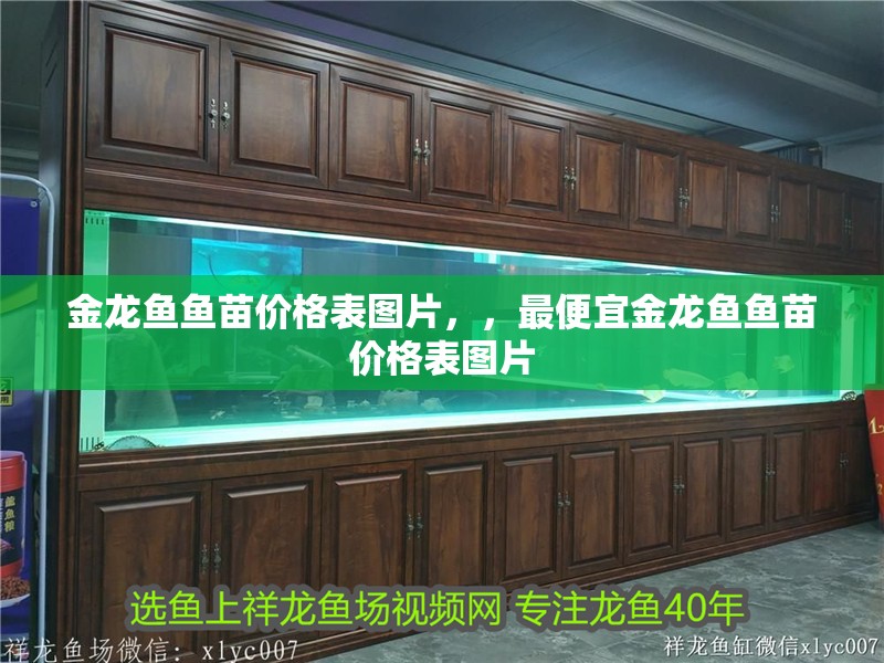 金龍魚魚苗價格表圖片，，最便宜金龍魚魚苗價格表圖片