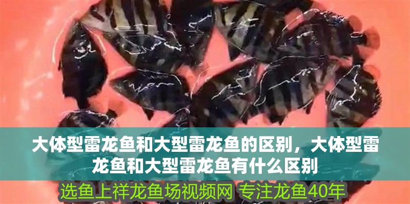 大體型雷龍魚和大型雷龍魚的區別，大體型雷龍魚和大型雷龍魚有什么區別