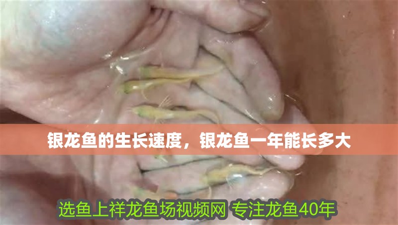 銀龍魚的生長速度，銀龍魚一年能長多大