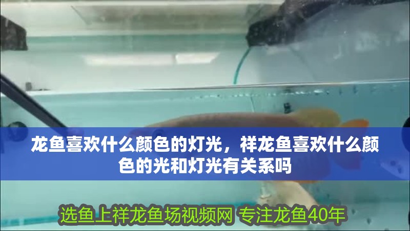 龍魚喜歡什么顏色的燈光，祥龍魚喜歡什么顏色的光和燈光有關系嗎