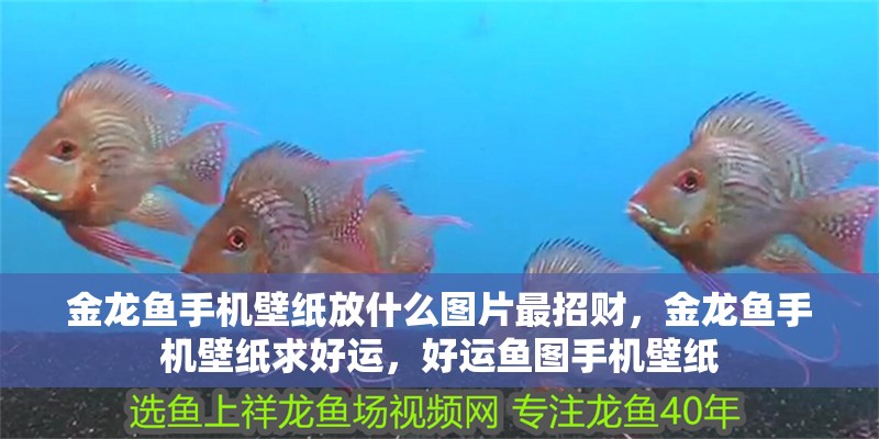 金龍魚手機壁紙放什么圖片最招財，金龍魚手機壁紙求好運，好運魚圖手機壁紙