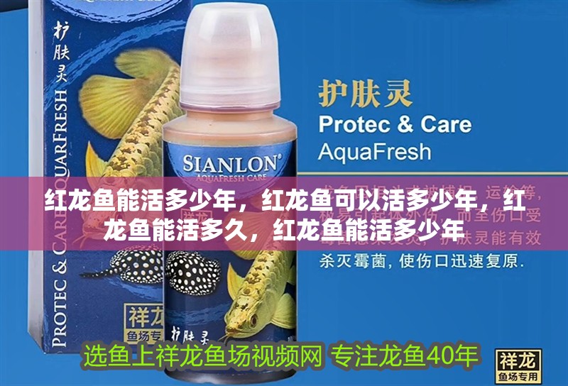 紅龍魚能活多少年，紅龍魚可以活多少年，紅龍魚能活多久，紅龍魚能活多少年