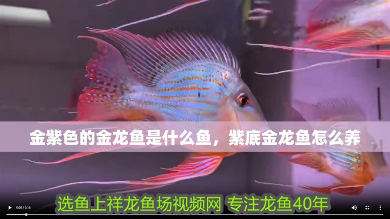 金紫色的金龍魚是什么魚，紫底金龍魚怎么養 金紫色的金龍魚是什么魚，紫底金龍魚怎么養 觀賞魚百科