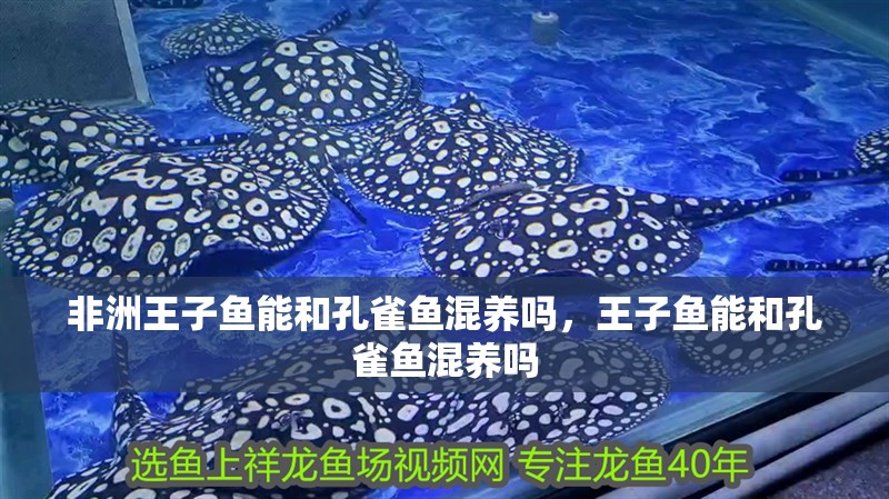 非洲王子魚能和孔雀魚混養嗎，王子魚能和孔雀魚混養嗎