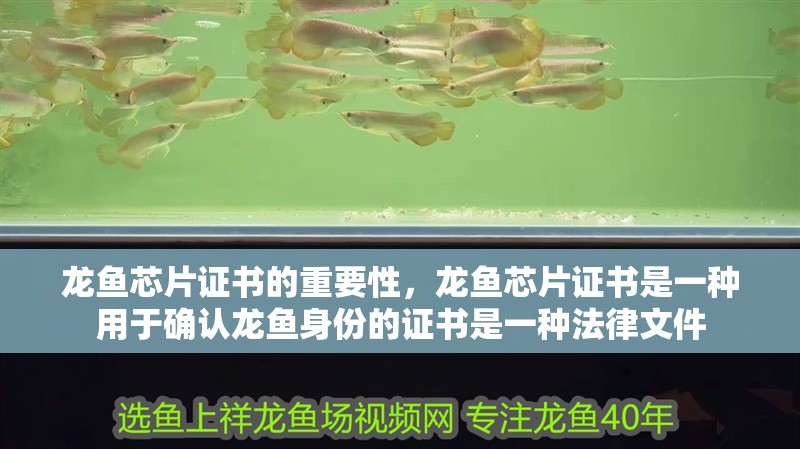 龍魚芯片證書的重要性，龍魚芯片證書是一種用于確認龍魚身份的證書是一種法律文件