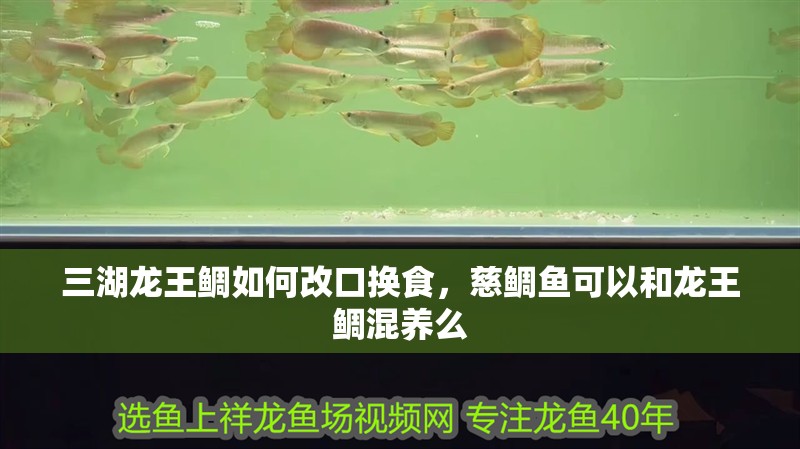 三湖龍王鯛如何改口換食，慈鯛魚可以和龍王鯛混養(yǎng)么