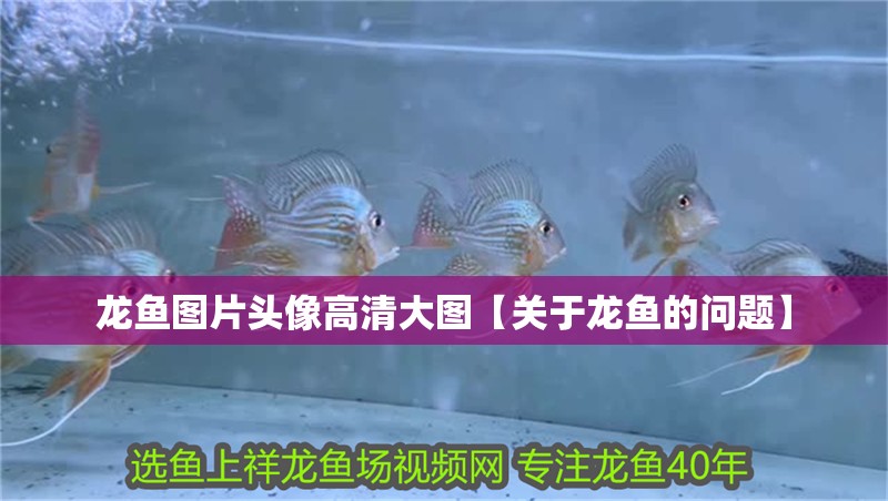 龍魚圖片頭像高清大圖【關于龍魚的問題】