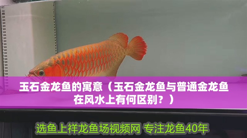 玉石金龍魚的寓意（玉石金龍魚與普通金龍魚在風水上有何區別？）