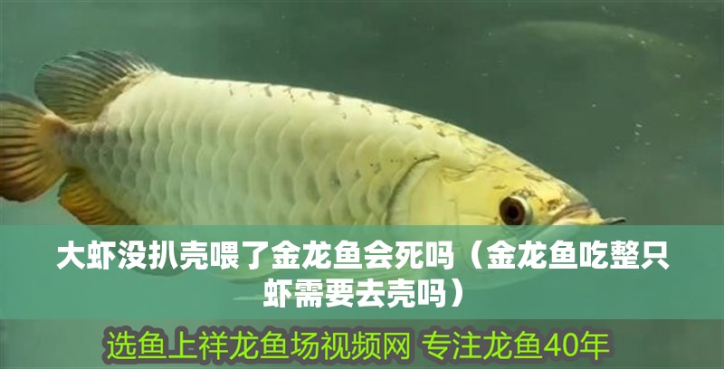 大蝦沒扒殼喂了金龍魚會死嗎（金龍魚吃整只蝦需要去殼嗎）