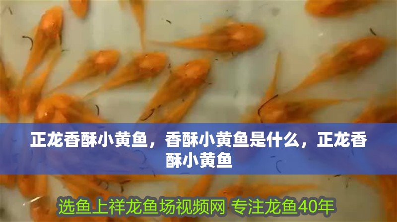 正龍香酥小黃魚，香酥小黃魚是什么，正龍香酥小黃魚