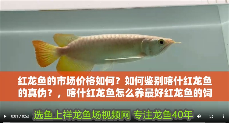 紅龍魚的市場價格如何？如何鑒別喀什紅龍魚的真偽？，喀什紅龍魚怎么養最好紅龍魚的飼養方法全攻略