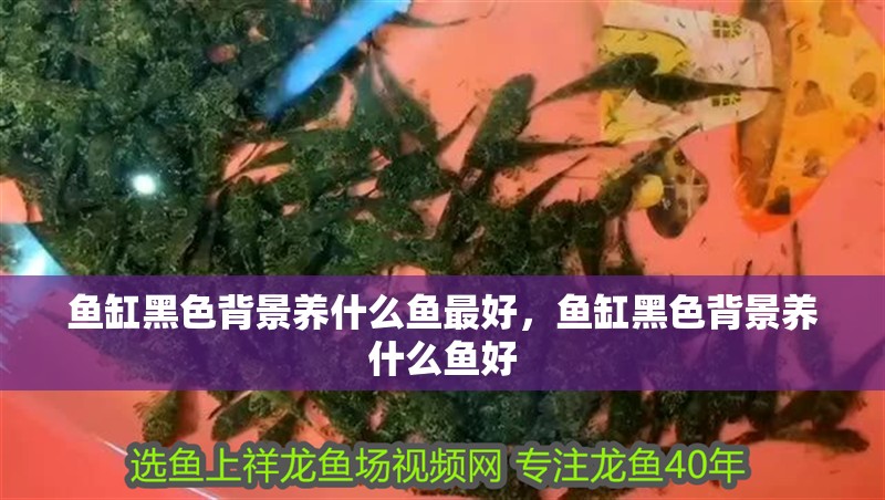 魚缸黑色背景養什么魚最好，魚缸黑色背景養什么魚好 魚缸黑色背景養什么魚最好，魚缸黑色背景養什么魚好 觀賞魚百科 第2張