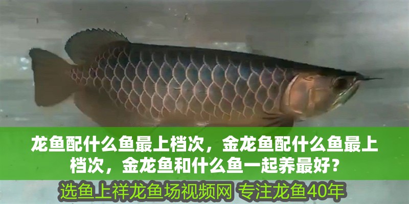 龍魚配什么魚最上檔次，金龍魚配什么魚最上檔次，金龍魚和什么魚一起養最好？