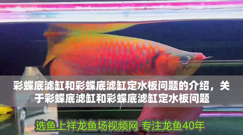 彩蝶底濾缸和彩蝶底濾缸定水板問題的介紹，關于彩蝶底濾缸和彩蝶底濾缸定水板問題