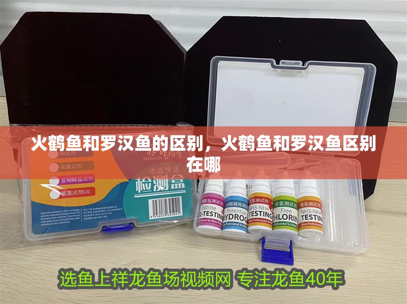 火鶴魚和羅漢魚的區別，火鶴魚和羅漢魚區別在哪