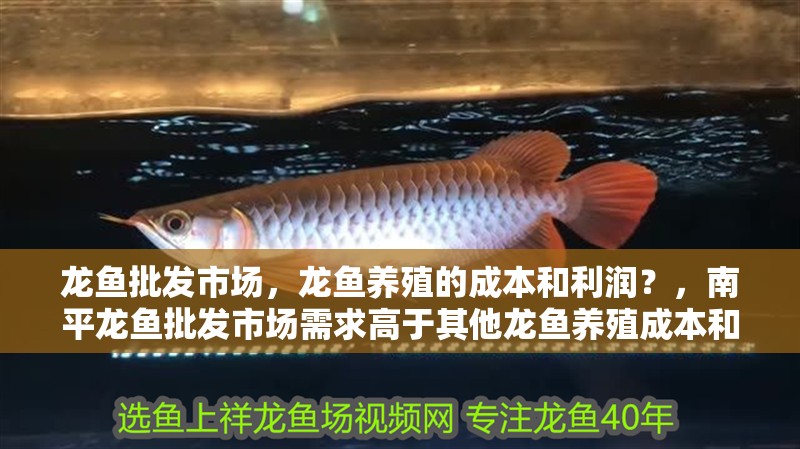 龍魚批發(fā)市場，龍魚養(yǎng)殖的成本和利潤？，南平龍魚批發(fā)市場需求高于其他龍魚養(yǎng)殖成本和利潤