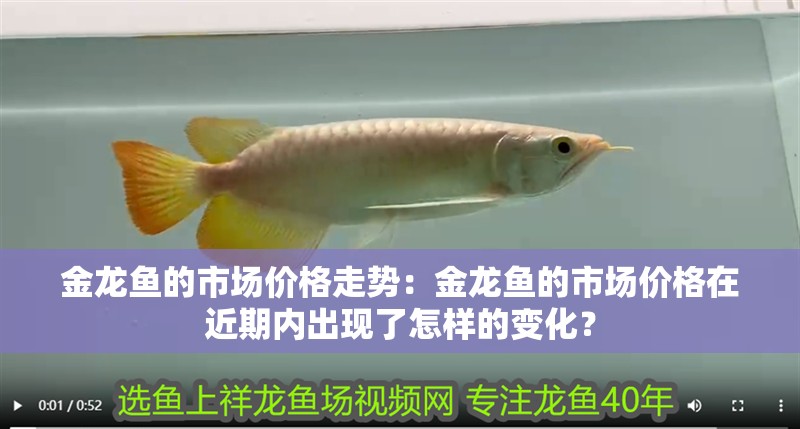 金龍魚的市場價格走勢：金龍魚的市場價格在近期內出現了怎樣的變化？