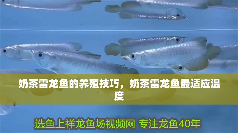 奶茶雷龍魚的養殖技巧，奶茶雷龍魚最適應溫度
