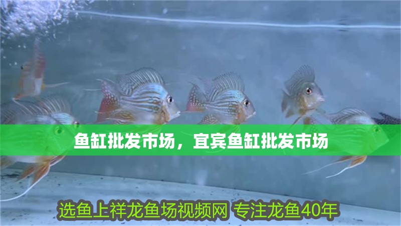 魚缸批發市場，宜賓魚缸批發市場