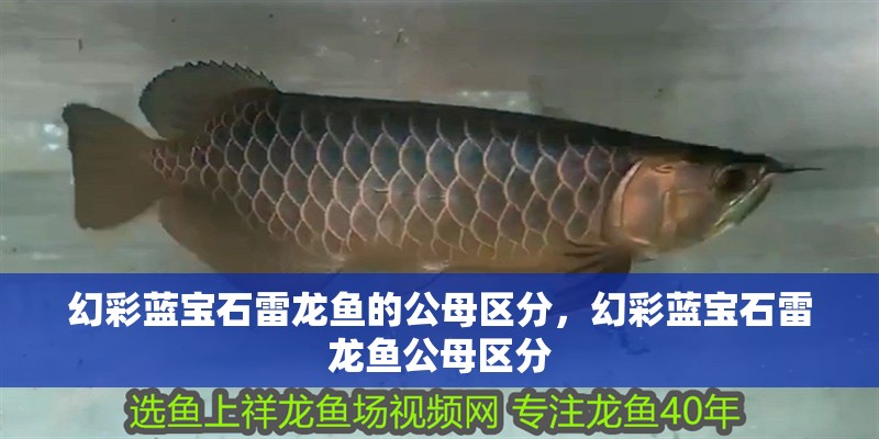 幻彩藍(lán)寶石雷龍魚的公母區(qū)分，幻彩藍(lán)寶石雷龍魚公母區(qū)分
