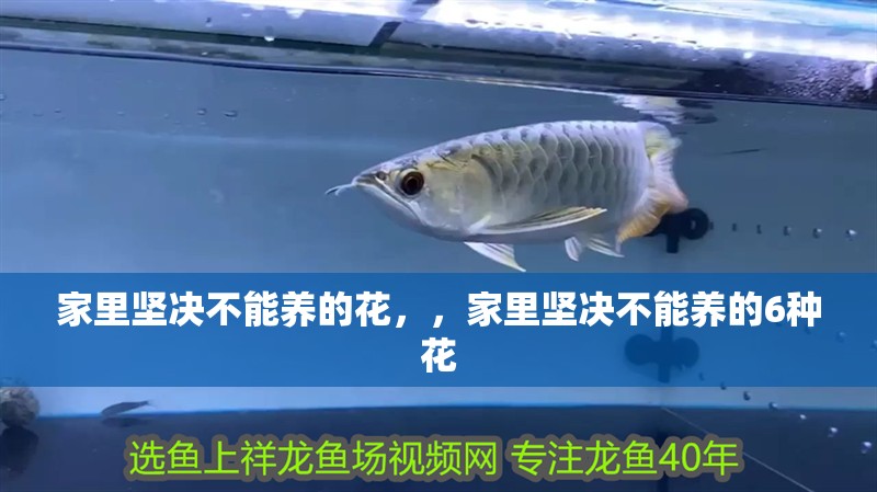 家里堅決不能養(yǎng)的花，，家里堅決不能養(yǎng)的6種花
