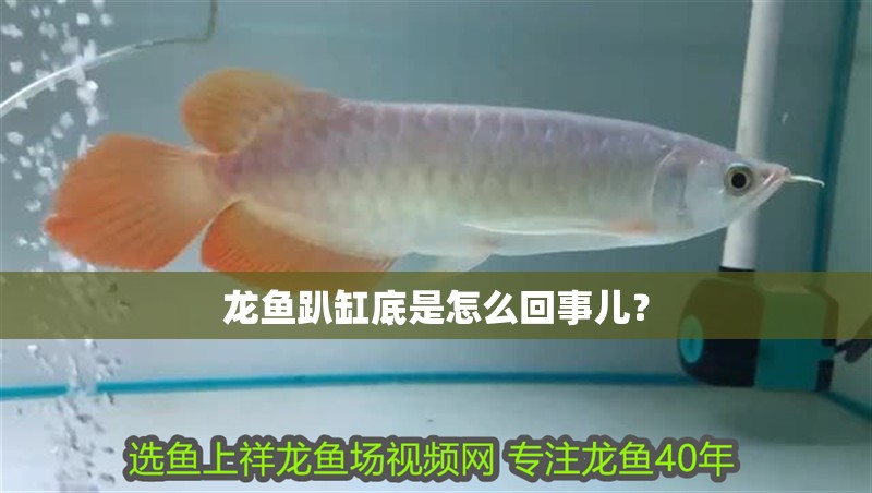 龍魚趴缸底是怎么回事兒？