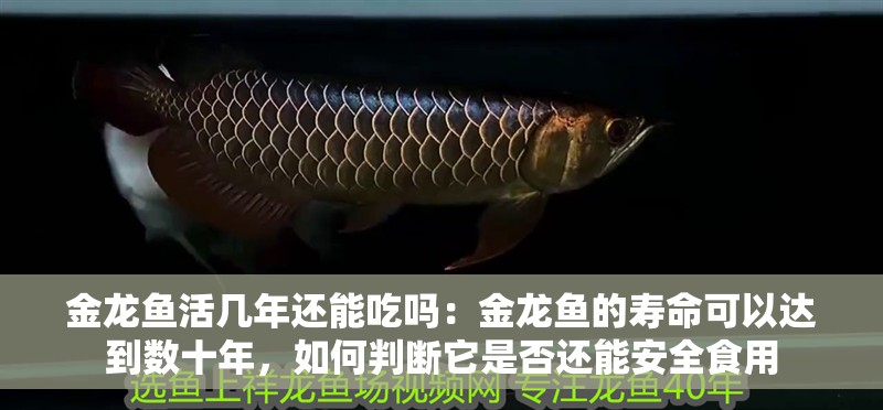 金龍魚活幾年還能吃嗎：金龍魚的壽命可以達到數(shù)十年，如何判斷它是否還能安全食用