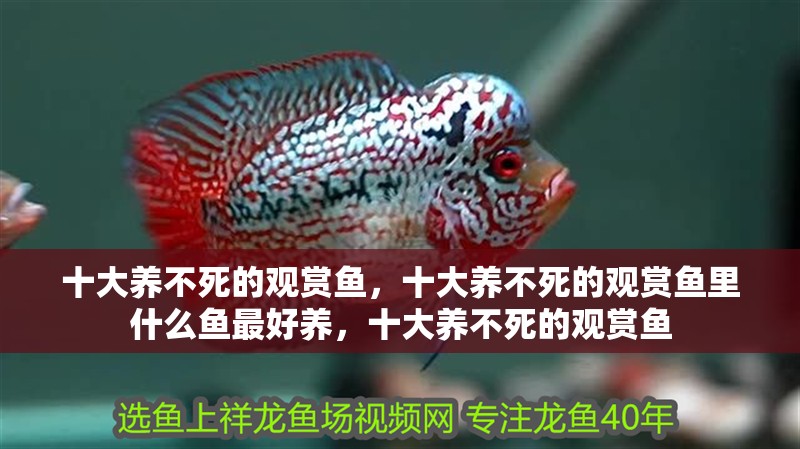 十大養不死的觀賞魚，十大養不死的觀賞魚里什么魚最好養，十大養不死的觀賞魚