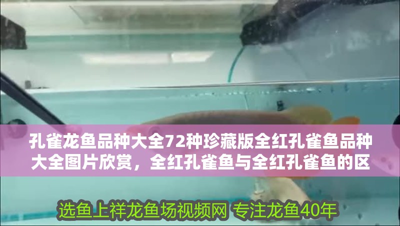 孔雀龍魚品種大全72種珍藏版全紅孔雀魚品種大全圖片欣賞，全紅孔雀魚與全紅孔雀魚的區別