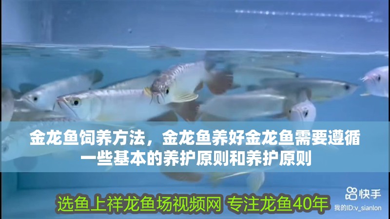 金龍魚飼養方法，金龍魚養好金龍魚需要遵循一些基本的養護原則和養護原則 金龍魚飼養方法，金龍魚養好金龍魚需要遵循一些基本的養護原則和養護原則 觀賞魚百科