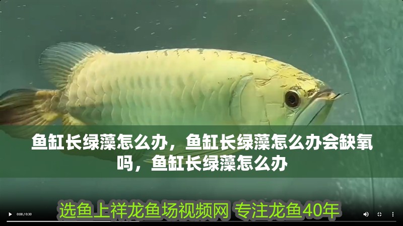 魚缸長綠藻怎么辦，魚缸長綠藻怎么辦會缺氧嗎，魚缸長綠藻怎么辦