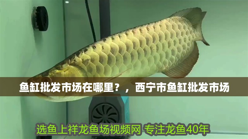 魚缸批發市場在哪里？，西寧市魚缸批發市場