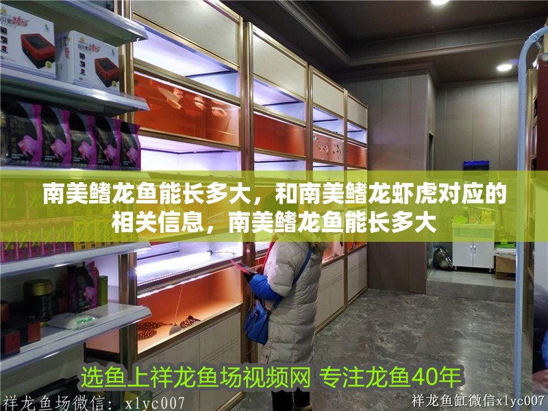 南美鰭龍魚能長多大，和南美鰭龍蝦虎對應的相關信息，南美鰭龍魚能長多大